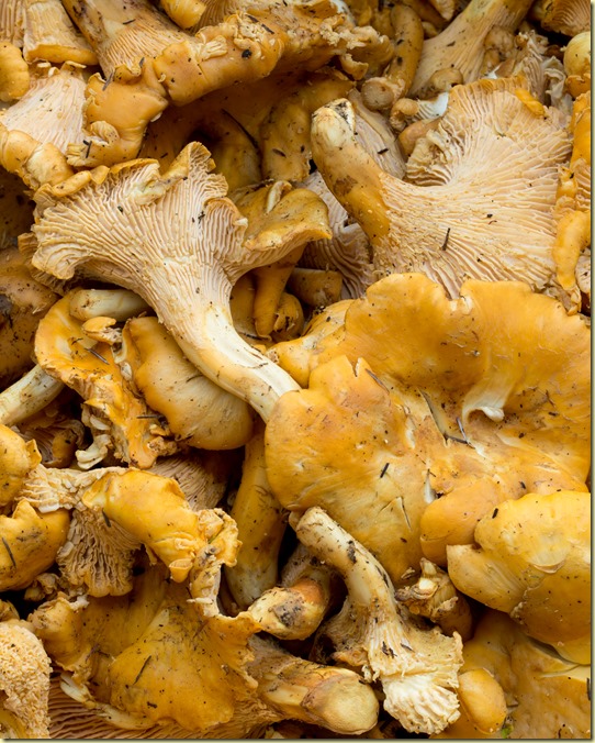 A close up picture of chanterelles mushrooms. 