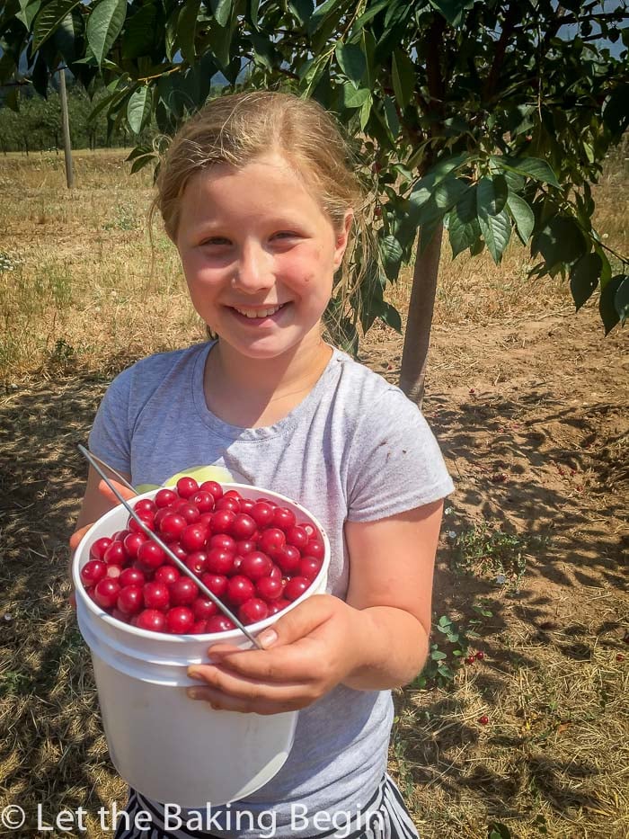 Daughter with a bucket full of fresh cherries.