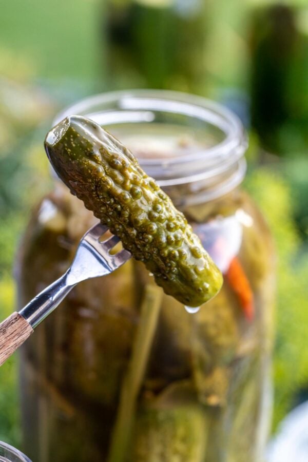 Homemade pickle speared on a fork with the rest of the pickle recipe in a jar in the background.