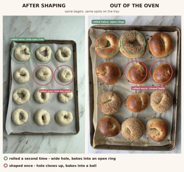 Side by side of shaped and baked bagels in the same tray spots, showing bagels rolled a second time baking into open rings while single-pass bagels close into balls.