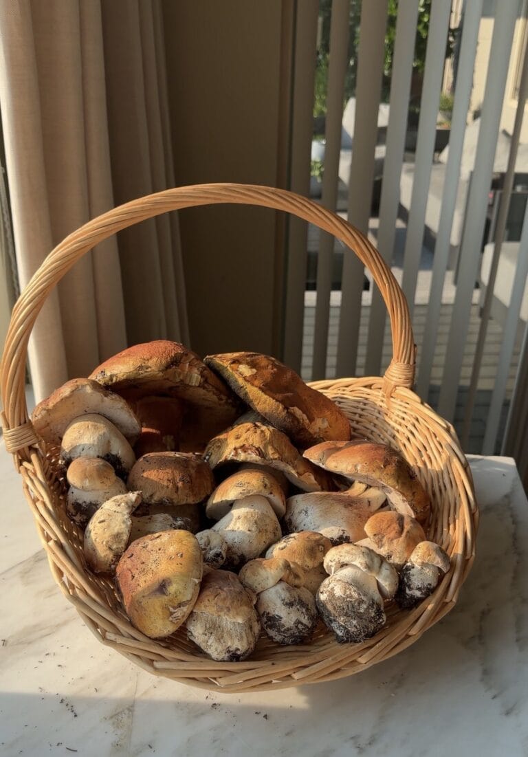Basket of fresh foraged porcini mushrooms for mushroom soup