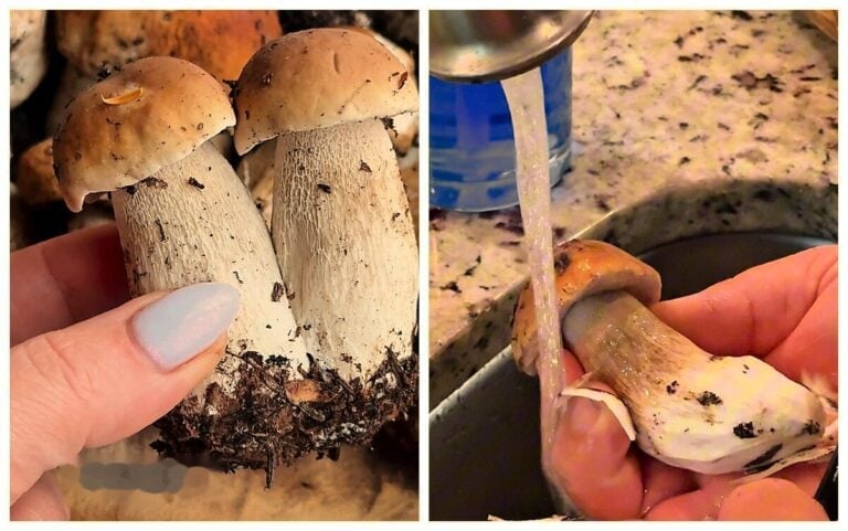 Foraged porcini mushrooms with dirt on the roots, then peeled with a Y peeler under running water